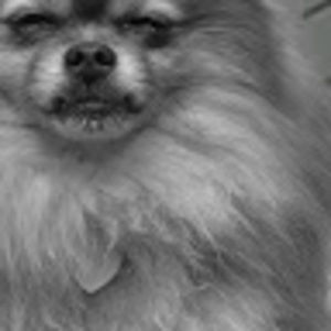 Meet your Posher, Meg leta